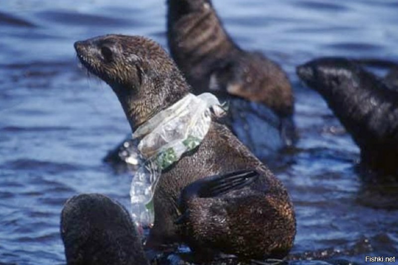 Морские животные делают то же самое, главное всякую пластиковую дрянь за борт не бросать.
Пы.Сы. Минус поставил не я:)