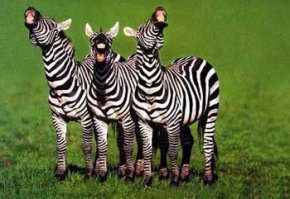 Эк. тебя подкосило.  Но ты держись. 
Жизня это зебра