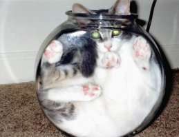 Я тут лежу, и не… волнует, или топ-19 котов-мастеров бросить кости