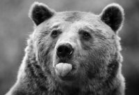 Забрался в ЕГО бассейн, выпил ЕГО коктейль и въlебáл ЕГО подружку.... Зверушка остался доволен.