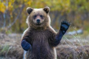 Забрался в ЕГО бассейн, выпил ЕГО коктейль и въlебáл ЕГО подружку.... Зверушка остался доволен.