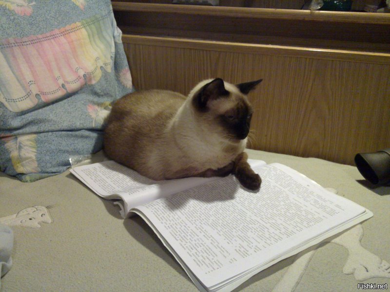 Все котики любят "обалдевать знаниями" :)