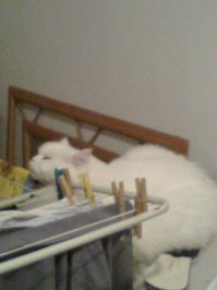 Мои коты))