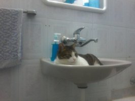 Мои коты))