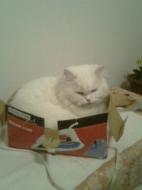 Мои коты))