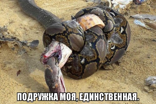 Женская дружба до первого мужика