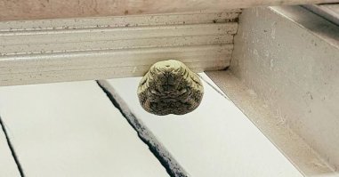 Почему на всех фотографиях крыша гаража вверху? Это же Австралия!