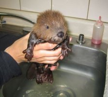 Не понял... Откуда бобренок взялся? Она ветеринаром была?