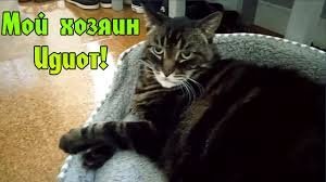 Фотограф гоняется за котами, чтобы сделать их героями кинокартин