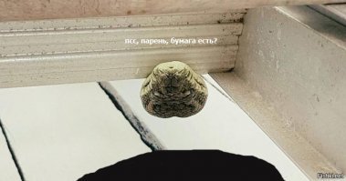 «Взгляд убийцы»: Двухметровый питон до смерти напугал зашедшего в гараж австралийца