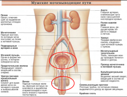 Жан де Дут сам провёл себе операцию по извлечению камня из мочевого пузыря.... Пока брат держал мошонку Жана.....

Просто интересно как помогает держание за мошонку при извлечении камней из мочевого пузыря???
