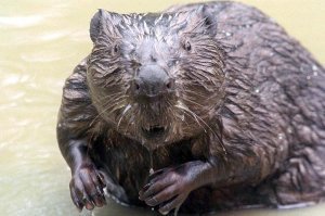 Мокрый бобренок тоже гладенький...