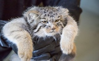 Чтобы погладить манула, вам потребуется:

1. Кусок мяса.

2. Медицинский жгут.

3. Мобильный телефон.

4. Переносной холодильник (для пикников).

5. Обезболивающее.

Порядок действий:

1. Вызовите скорую помощь по адресу, где Вы находитесь (не забудьте, что скорая может задержаться, поэтому вызов нужно совершить заранее).

2. Перетяните жгутом правую руку выше локтя.

3. Вколите обезболивающее (потребуется несколько минут, чтоб оно подействовало).

4. ПОГЛАДЬТЕ МАНУЛА.

5. Отвлеките манула от своей руки мясом.

6. Подберите руку и поместите её в холодильник.

7. Дождитесь машины скорой помощи.