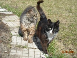 веснааа!
не совсем уличные и дикие.