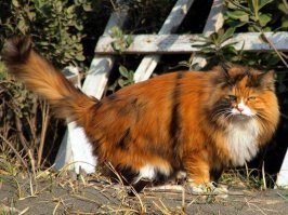 Очень колоритные уличные коты