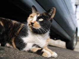 Очень колоритные уличные коты