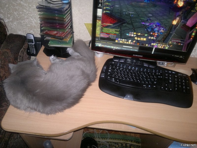Вот мой.Коту можно,надо везде ;-)