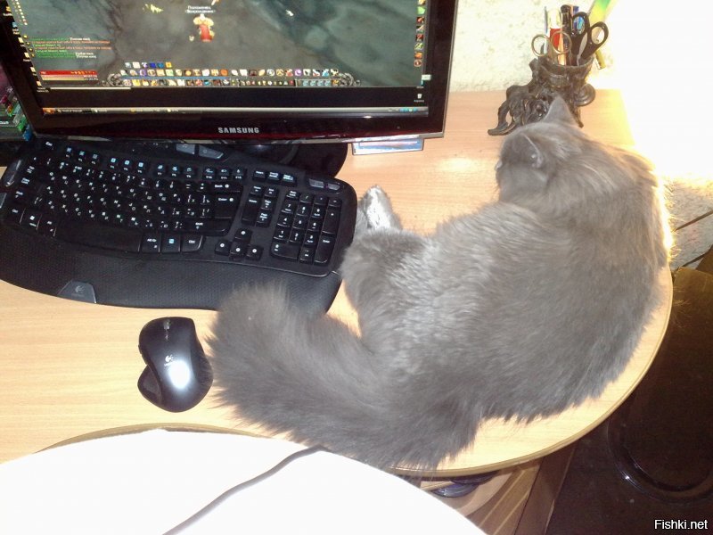 Вот мой.Коту можно,надо везде ;-)