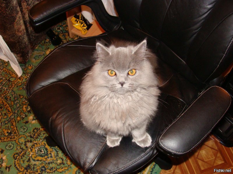 Вот мой.Коту можно,надо везде ;-)