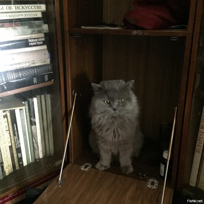 Вот мой.Коту можно,надо везде ;-)