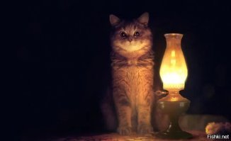 Кот с лампой не верит.