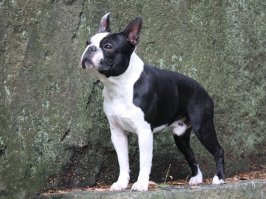 От бывшего боксера у нас на всю жизнь остались только теплые воспоминания. После его смерти зареклись никогда не заводить собак. Не из-за того, что много проблем, а просто сердце долго болело у нас от такой жестокой утраты. Но, время лечит. Мы завели себе микробоксера. Такой же, но вчетверо меньше. И черно-белый. Рекомендую. Просьба не обзывать французским бульдогом!