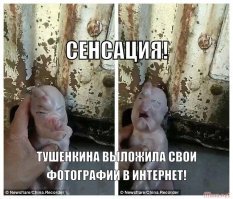 Видео: в Китае родился поросенок с "человеческим лицом"
