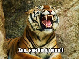 Битва тигров