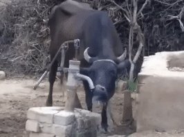 А это точно брат наш меньший?  или больший ?