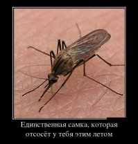 Парень снял видео, на котором жёстко троллит комара