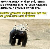 Антилопа научила медоеда летать