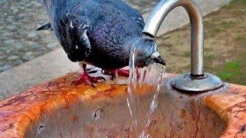 Так много мимимишности: братья наши меньшие пьют воду