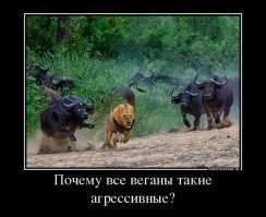 Публика в шоке от отца, взявшего маленького сына на забег с быками