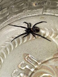 А у нас нет-нет такие заползают. Подозреваю, что каракурт. Юго-восток Казахстана.