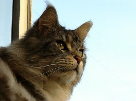 мейн-куны практически не злятся и очень дружелюбные