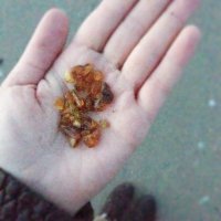 Жители Пионерского и Светлогорска, Калининградская область, получили на Рождество [2015г.] подарок от Балтийского моря. Сильный шторм выбросил на берег большое количество средних и мелких камней янтаря, которые тут же начали собирать жители и гости города. Как говорят местные жители, шторм поднял янтарь с морского дна и вместе с песком выбросил его на берег, причем предыдущее подобное явление наблюдали здесь 18 июня прошлого года.