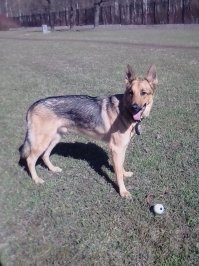 О ! мой собак конечно не такой дрищ, но очень похож:-) при ведре еды в день вообще вес не набирает:-)