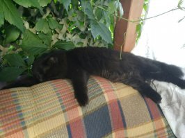 Лето, дача, жара, тень!