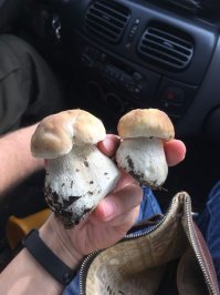 На выходных погрибачил с женой.  Первые ласточки.