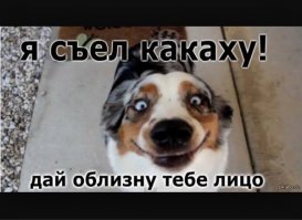Пёс поддерживал свою хозяйку во время родов, словно человек
