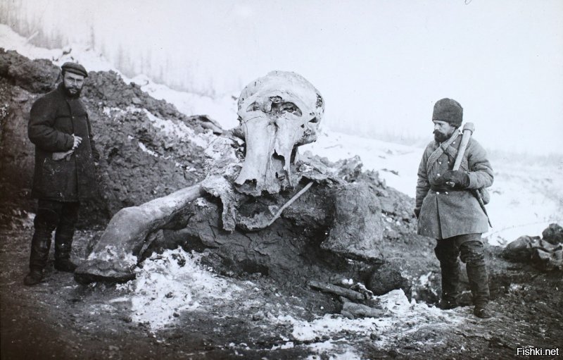 1901 год. Раскопки Берёзовского мамонта, Средне Колымск.