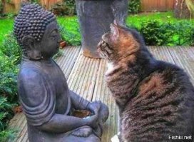 Коты-буддисты
