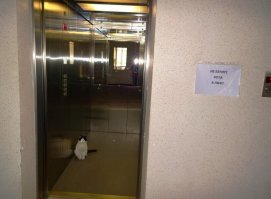 В нагрузку к дому женщина получила дикого кота