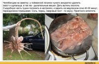 даже некоторых можно готовить!)))