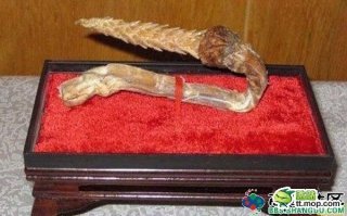 а вот в тигре все опасно, в том числе и пипка;)