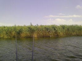 Что может быть лучше чем смотреть на поплавки....
 И еще на воду....