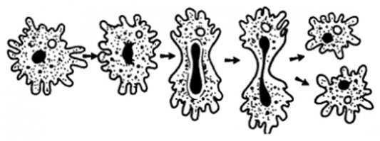 Когда я водил экскурсии в музее, я любил захватывать внимание детишек у первой же витрины фразой: "А Вы знаете, что на Земле есть бессмертные существа? Это одноклеточные, так как они размножаются делением и, по сути, не умирают. Они могут только погибнуть... Как много они могли бы нам рассказать, если бы были разумны..." Но когда это услышал директор - он пришел в ярость! "Это антинаучно!" Но крыть-то было нечем... Это факт... :)