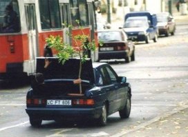 Таким же способом перевозил яблоню в багажнике "москвича", только яблонька была выше 3х метров и в багажнике никого не было. Зато интересно было наблюдать за водилами - они себе шеи чуть не посворачивали.