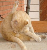 Самый простой тест на слом мозгов, который не каждый пройдет