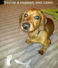 Мой собак однажды стырил и порвал бумагу из обувной коробки, пока я обувь мыл )